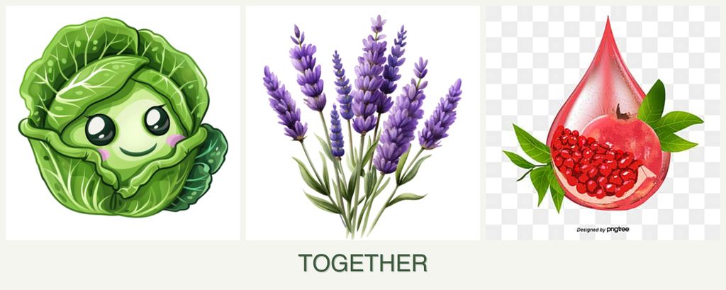 Can you plant cabbage, lavender and pomegranates together?