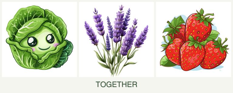 Can you plant cabbage, lavender and strawberries together?