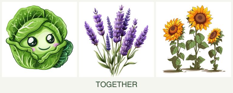 Can you plant cabbage, lavender and sunflowers together?