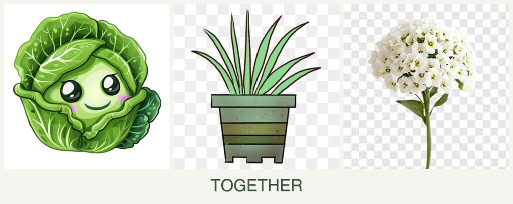 Can you plant cabbage, lemongrass and alyssum together?