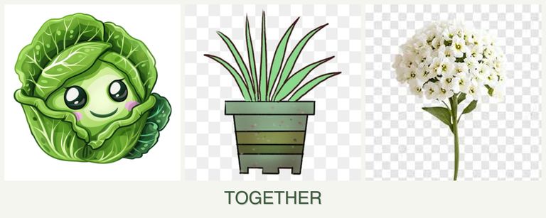 Can you plant cabbage, lemongrass and alyssum together?