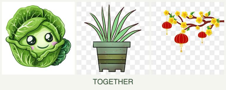 Can you plant cabbage, lemongrass and apricots together?