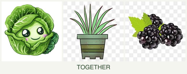 Can you plant cabbage, lemongrass and blackberries together?
