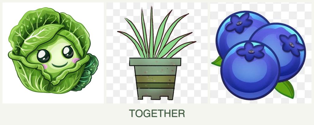 Can you plant cabbage, lemongrass and blueberries together?