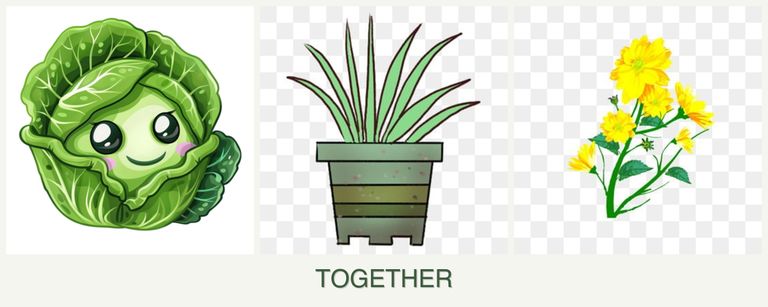 Can you plant cabbage, lemongrass and calendula together?