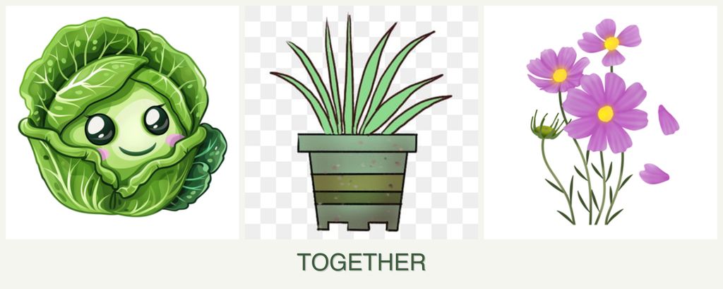 Can you plant cabbage, lemongrass and cosmos together?