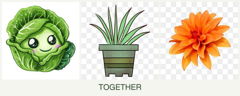 Can you plant cabbage, lemongrass and dahlias together?