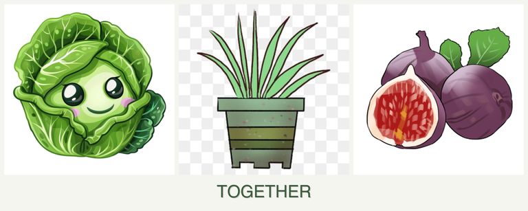 Can you plant cabbage, lemongrass and figs together?