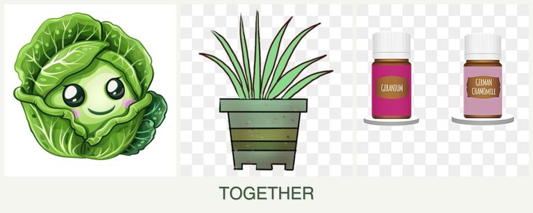 Can you plant cabbage, lemongrass and geraniums together?