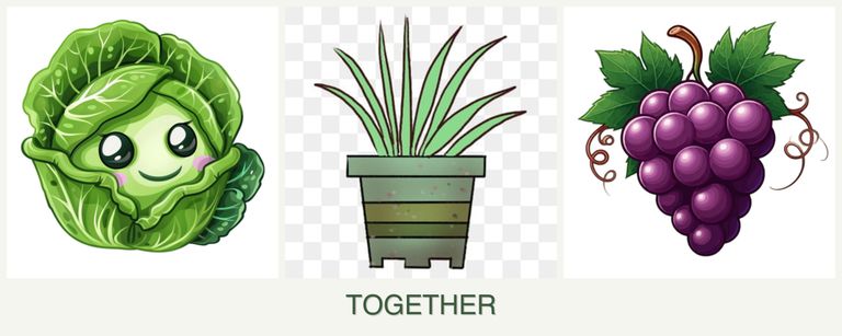 Can you plant cabbage, lemongrass and grapes together?