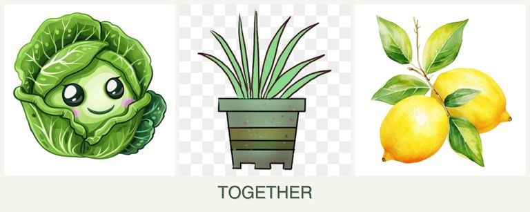 Can you plant cabbage, lemongrass and lemons together?