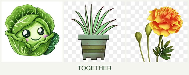 Can you plant cabbage, lemongrass and marigolds together?