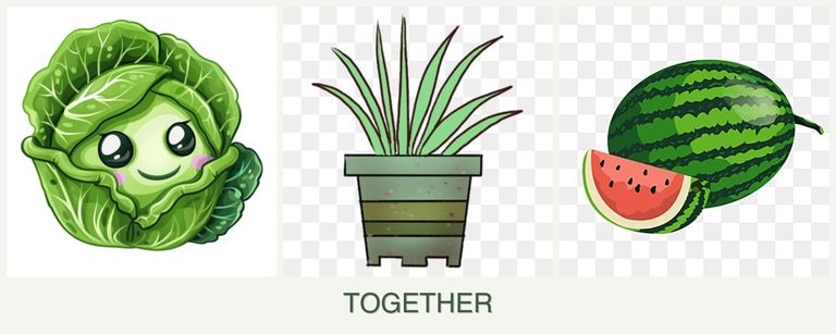 Can you plant cabbage, lemongrass and melons together?
