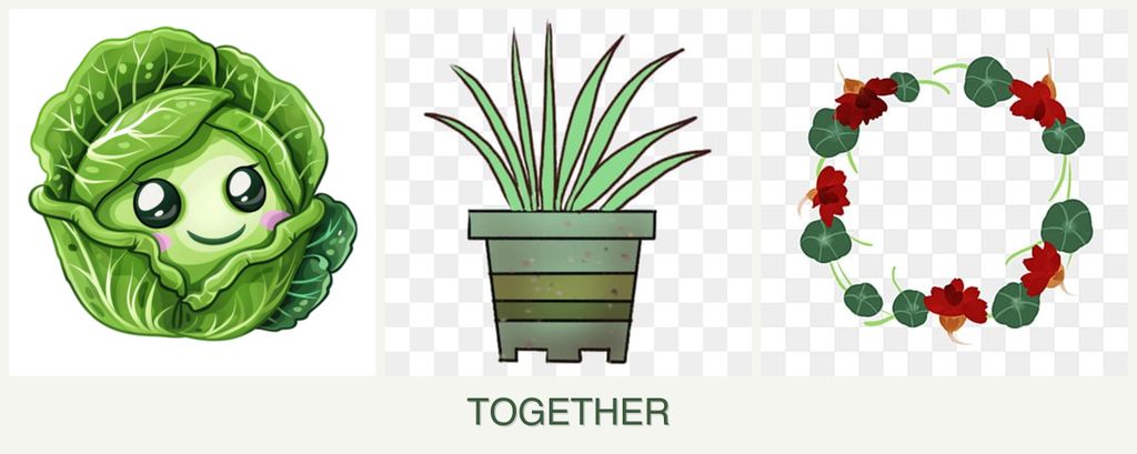 Can you plant cabbage, lemongrass and nasturtiums together?