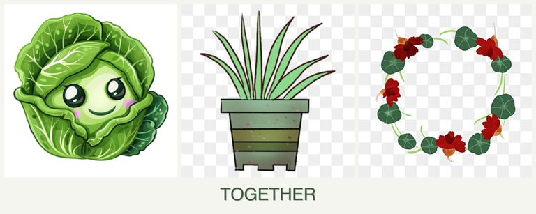 Can you plant cabbage, lemongrass and nasturtiums together?