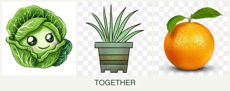 Can you plant cabbage, lemongrass and oranges together?