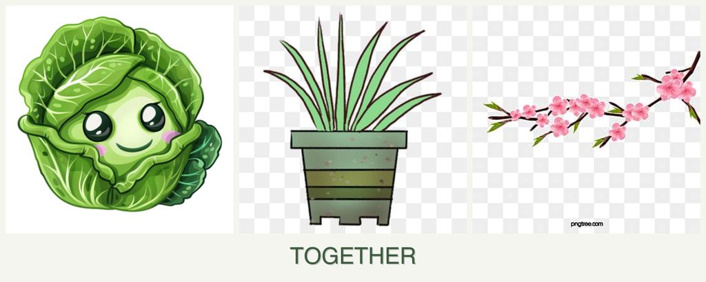 Can you plant cabbage, lemongrass and peaches together?