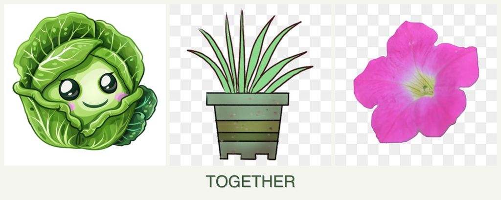 Can you plant cabbage, lemongrass and petunias together?