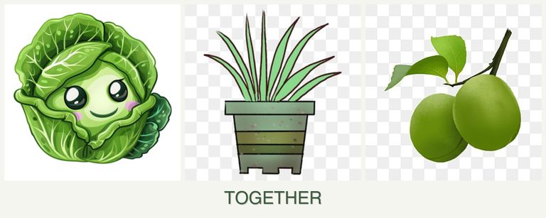 Can you plant cabbage, lemongrass and plums together?