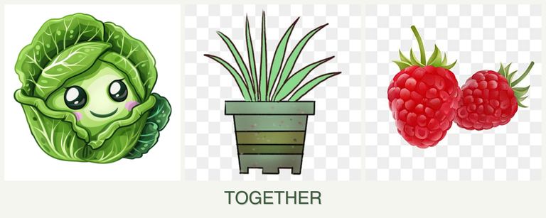Can you plant cabbage, lemongrass and raspberries together?
