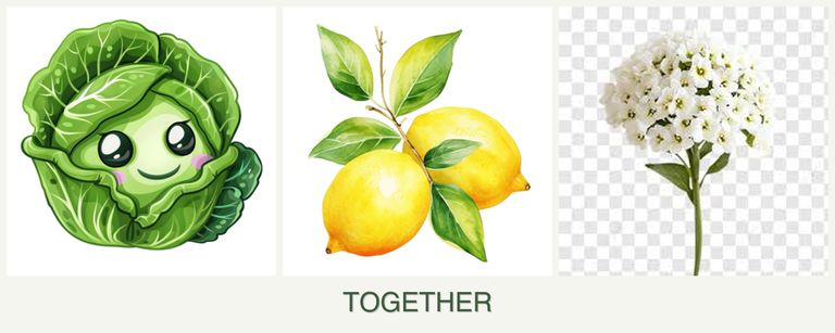 Can you plant cabbage, lemons and alyssum together?