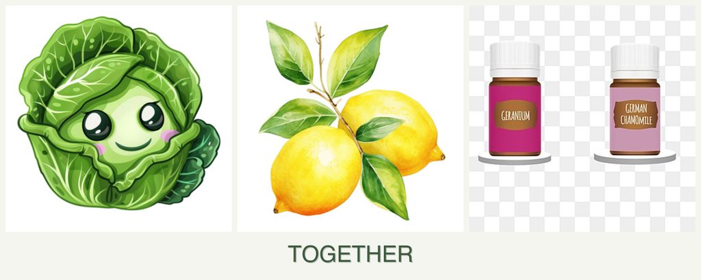 Can you plant cabbage, lemons and geraniums together?