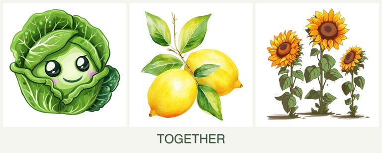 Can you plant cabbage, lemons and sunflowers together?