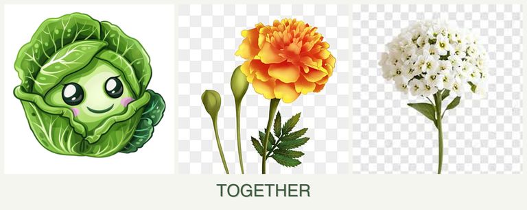 Can you plant cabbage, marigolds and alyssum together?