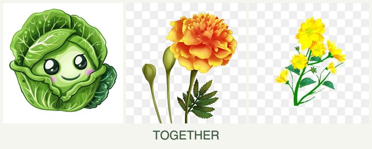 Can you plant cabbage, marigolds and calendula together?