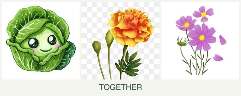 Can you plant cabbage, marigolds and cosmos together?