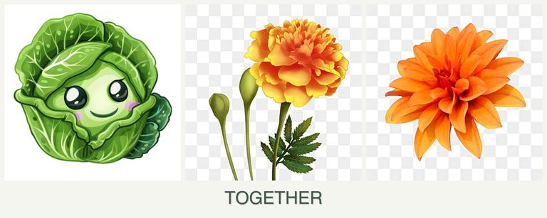 Can you plant cabbage, marigolds and dahlias together?