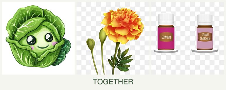 Can you plant cabbage, marigolds and geraniums together?
