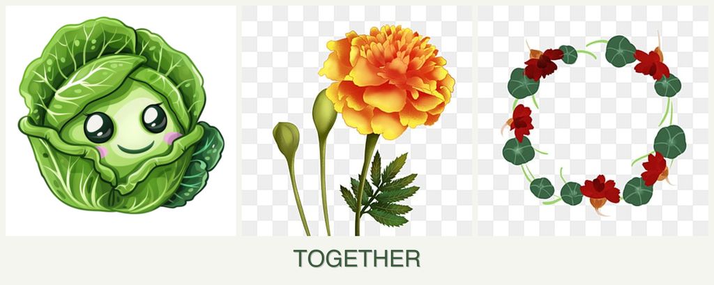 Can you plant cabbage, marigolds and nasturtiums together?