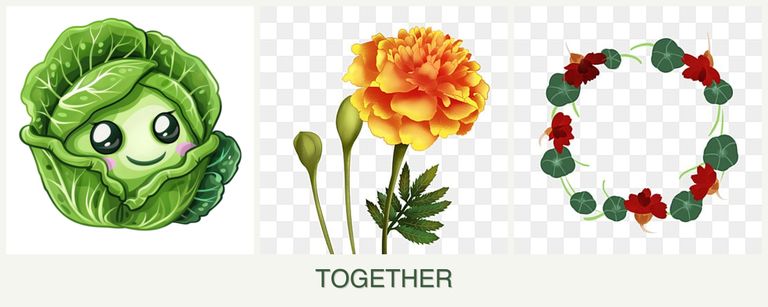 Can you plant cabbage, marigolds and nasturtiums together?