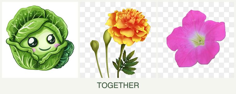 Can you plant cabbage, marigolds and petunias together?