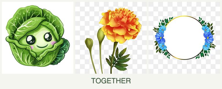 Can you plant cabbage, marigolds and zinnias together?