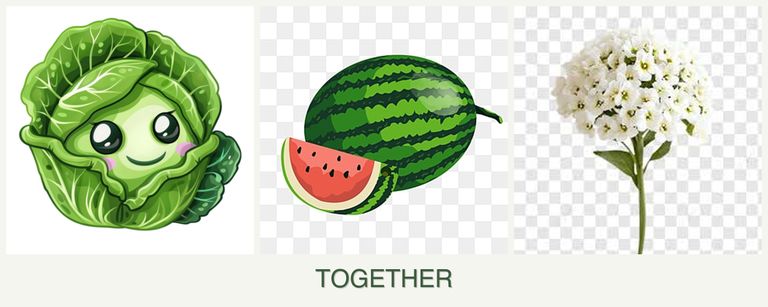 Can you plant cabbage, melons and alyssum together?