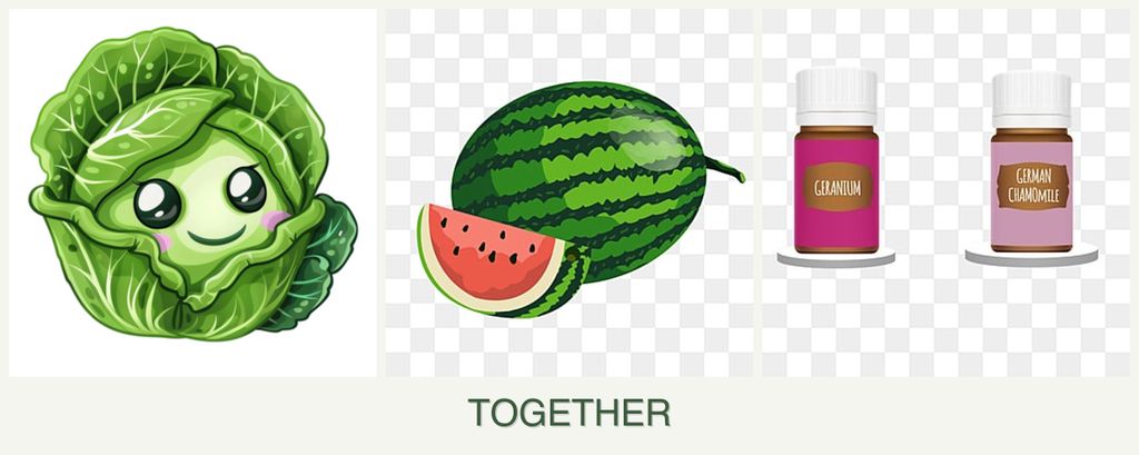 Can you plant cabbage, melons and geraniums together?