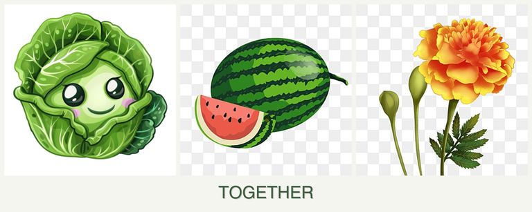 Can you plant cabbage, melons and marigolds together?