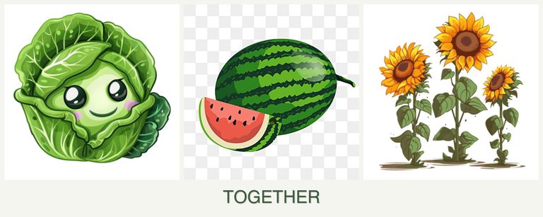 Can you plant cabbage, melons and sunflowers together?