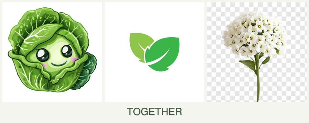 Can you plant cabbage, mint and alyssum together?
