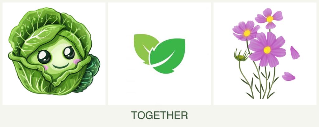 Can you plant cabbage, mint and cosmos together?