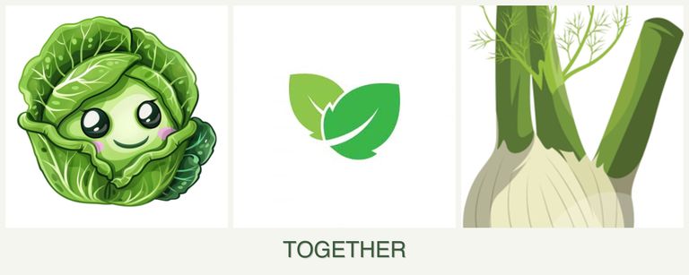 Can you plant cabbage, mint and fennel together?