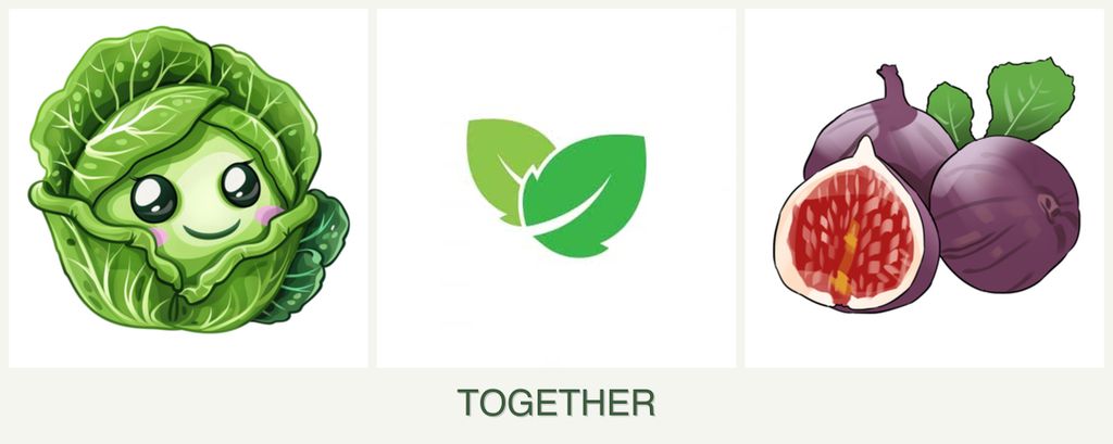Can you plant cabbage, mint and figs together?