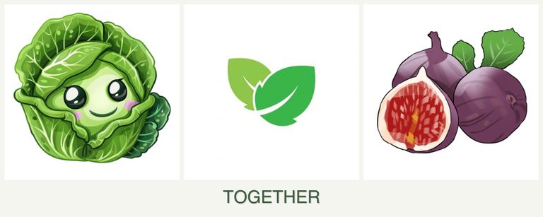 Can you plant cabbage, mint and figs together?