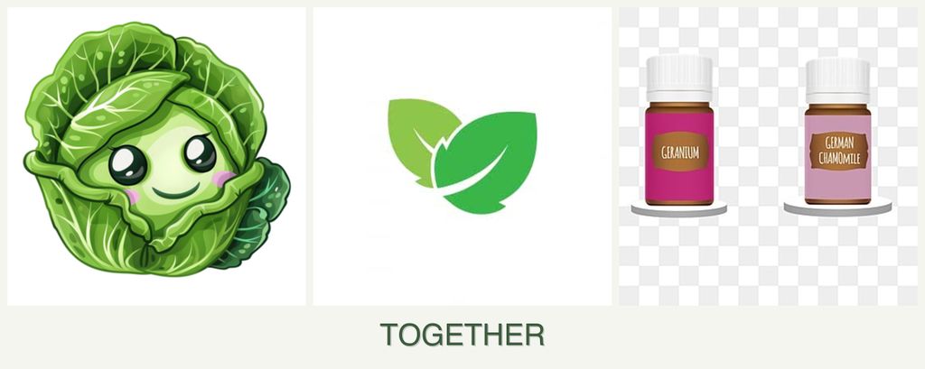 Can you plant cabbage, mint and geraniums together?