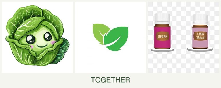 Can you plant cabbage, mint and geraniums together?