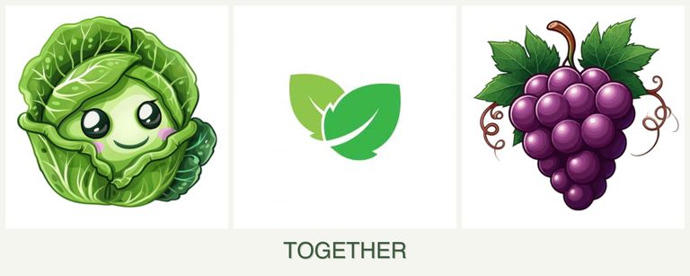 Can you plant cabbage, mint and grapes together?