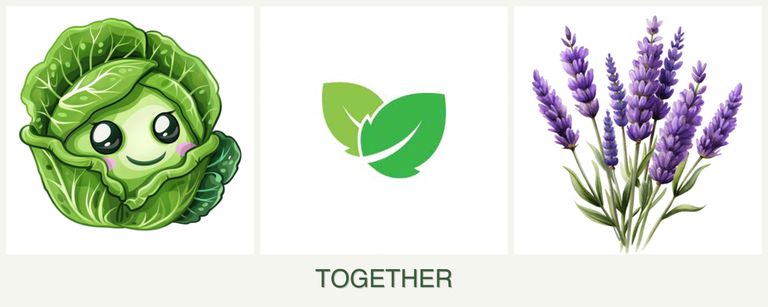 Can you plant cabbage, mint and lavender together?