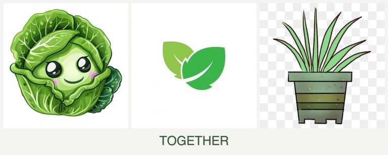 Can you plant cabbage, mint and lemongrass together?